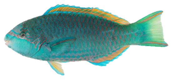 Whole Parrot Fish