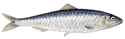 Sardines