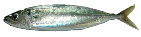 Mackerel Scad