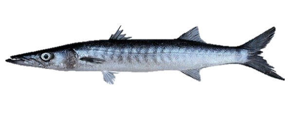 Sphyraena Barracuda