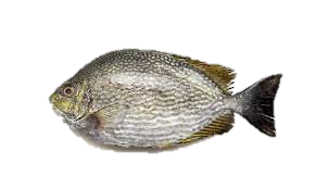 Rabbitfish