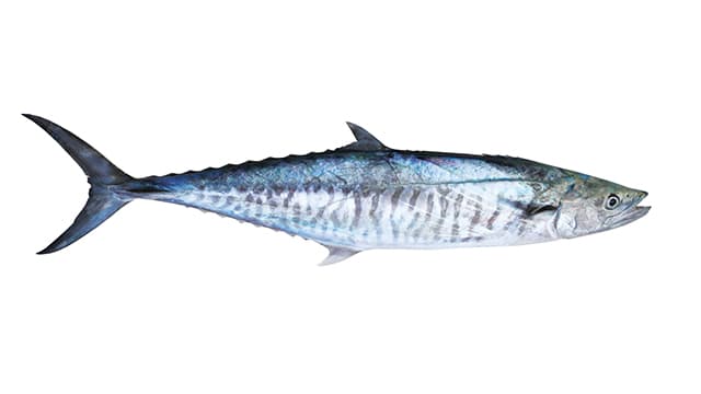Spanish Mackerel
