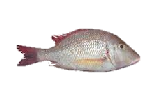 Emperor Fish