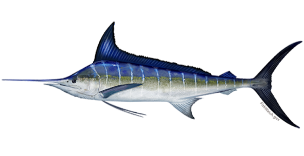 Marlin Fish