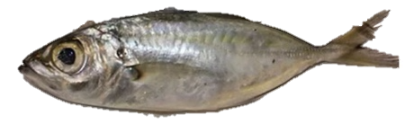 Long Jawhed Mackerel