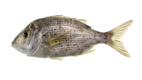 Robinson Fish