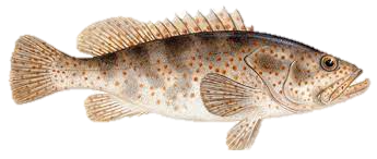 Grouper Fish