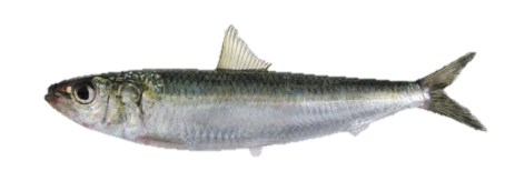 Sardinella Lemuru